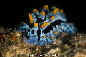 An electric blue for this beautiful specimen of nudibranc... by Antonio Venturelli 